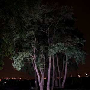 DSC 6984