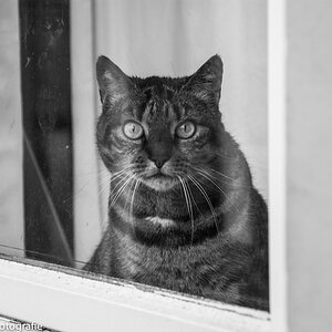 Mr. Kitty Cat (2 von 1)
