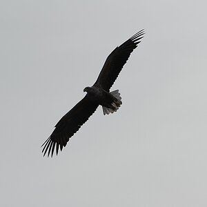 20100517 5849 [NIKON D700]   300 mm  1 2500 Sek. bei ƒ   8,0