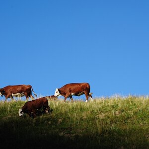 comp cows 98
