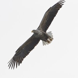 20100517 5849 [NIKON D700]   300 mm  1 2500 Sek. bei ƒ   8,0 6