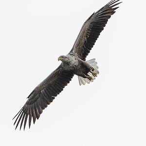 20100517 5849 [NIKON D700]   300 mm  1 2500 Sek. bei ƒ   8,0 5