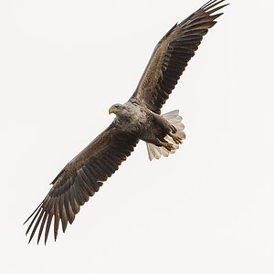 20100517 5849 [NIKON D700]   300 mm  1 2500 Sek. bei ƒ   8,0 4