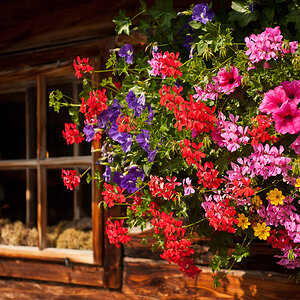 19 Blumenschmuck an der Berghütte