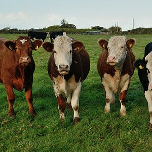 cow...girls