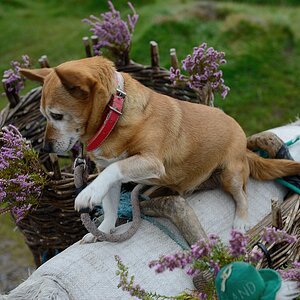 Touri dog