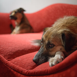 rotes sofa1