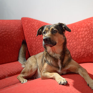 rotes sofa2