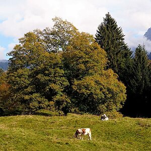 comp DSC 1085 bearbeitet

am Berggasthof Hochleite