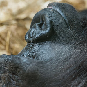 F01 3369
Basler Zooli
Gorilla