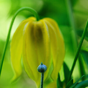 clematis & knospe
