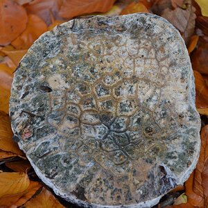 Pilz 1