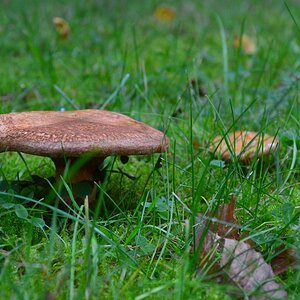 Pilz 2