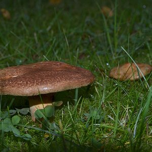 Pilz 3