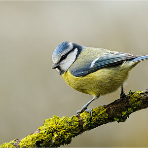 Blaumeise