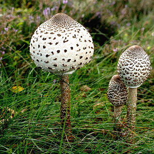Großer Schirmpilz 0015B