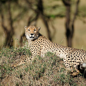 MasaiMara 123