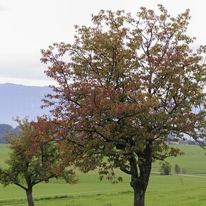 Herbstbäume   Hintergrund weit