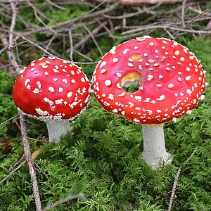 zwei fliegenpilze