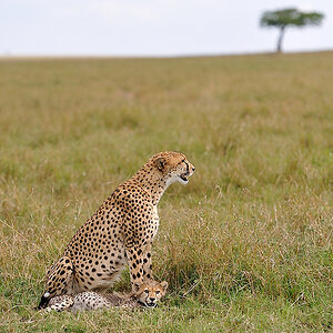 2MasaiMara6 DSC 3275
