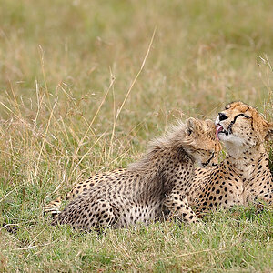 3MasaiMara6 DSC 3248