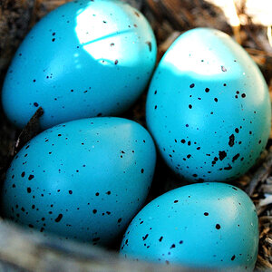 eier
