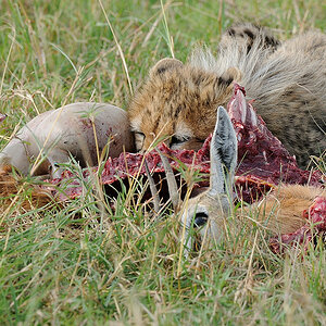 5MasaiMara6 DSC 6029
