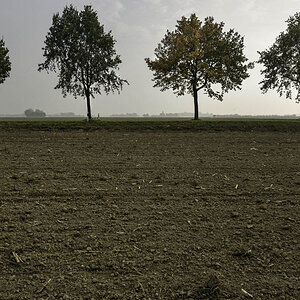 Leeres Feld mit Bäumen klein