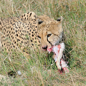 6MasaiMara6 DSC 6160