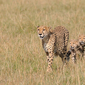7MasaiMara4 DSC 4012