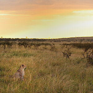 MasaiMara6 DSC 3365