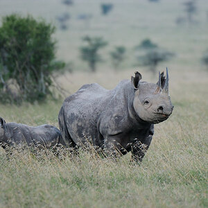 5OlPejeta3 DSC 0530