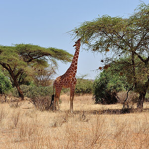Samburu2 DSC 1615