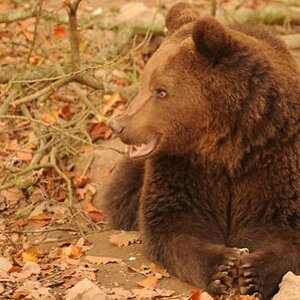 Braunbär