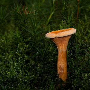 Pilz 2