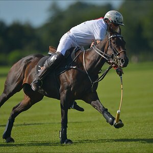 aacomp polo 20120901 1072