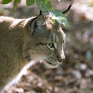 Luchs