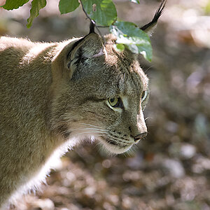 Luchs2