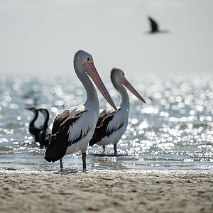 vögel am morgen2