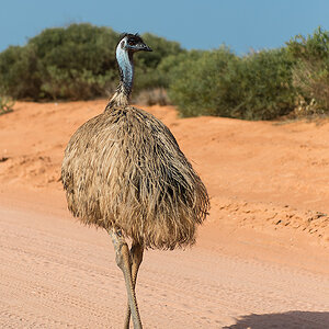 emu1