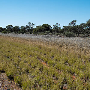 vegetation1