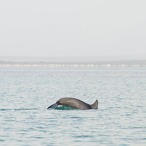 dolphin1