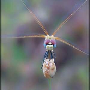 comp Libelle 1