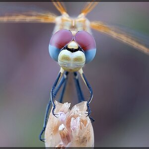 comp Libelle 1a