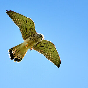 DSC 7679 Falke b 1000