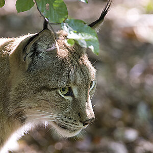 Luchs 2