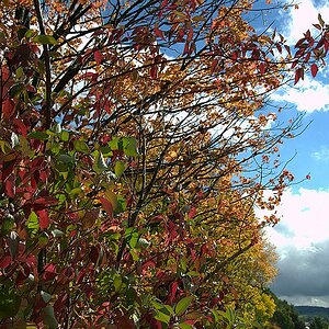 Herbst