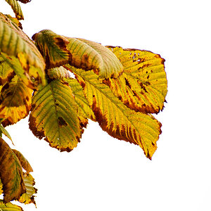 Herbstblätter