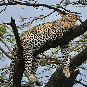MasaiMara3 DSC 3003A