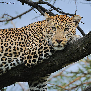 MasaiMara3 DSC 3042A